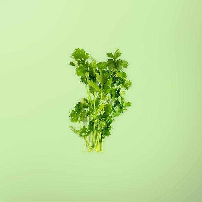 Cilantro