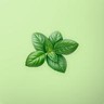 Fresh Basil Leaves