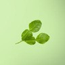 Kaffir Lime Leaves